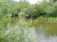 Creek,
     looking downstream