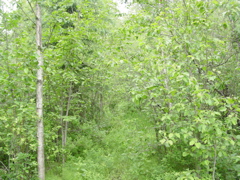 Path to
     creek