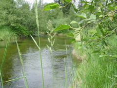 Creek,
     looking upstream